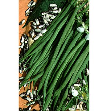 Fagiolo nano Liverte