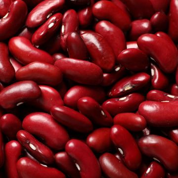 Fagiolo nano Canadian Wonder