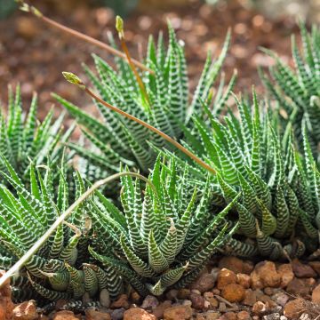 Haworthia Big Band - Plante zèbre