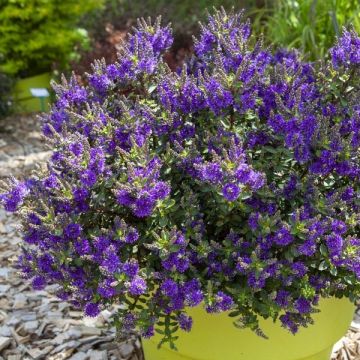 Veronica Claret Crush - Hebe