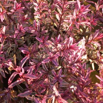 Veronica Heartbreaker - Hebe