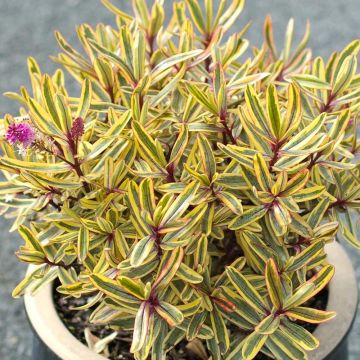 Veronica Jewel of the Nile - Hebe