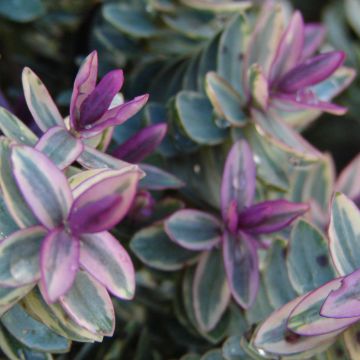 Veronica Lady Ann - Hebe