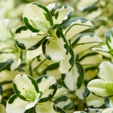 Veronica Leopard Spot - Hebe