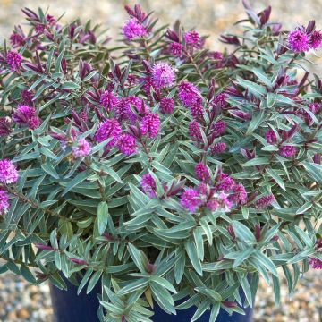 Veronica Marilyn Monroe - Hebe