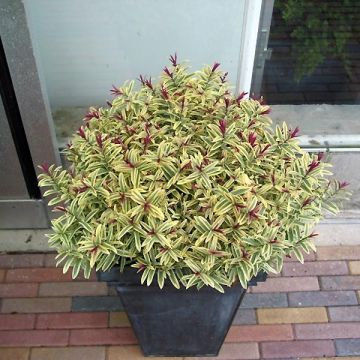 Veronica Orphan Annie - Hebe