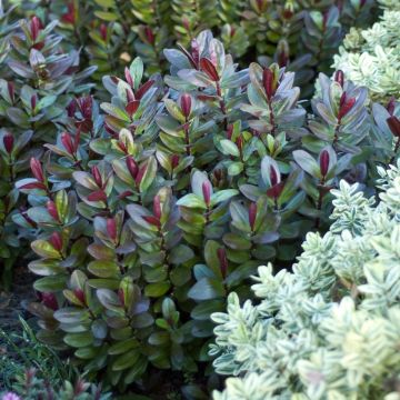 Veronica Santa Monica - Hebe