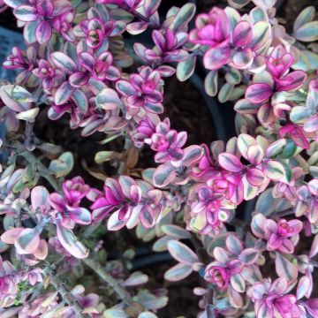 Veronica Tip Top - Hebe