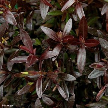 Veronica Turkish Delight - Hebe