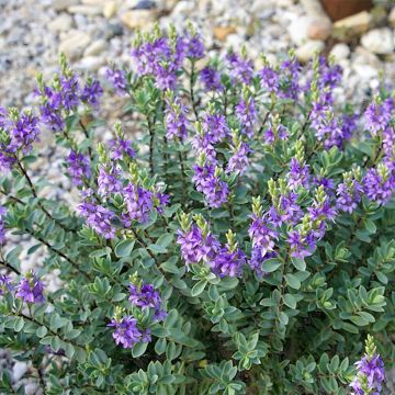 Veronica Wingletye - Hebe