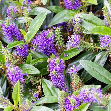 Veronica Blue Gem - Hebe