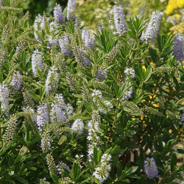 Veronica Wiri Image - Hebe