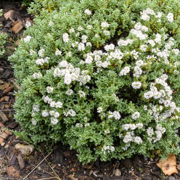 Hebe topiaria - Veronica