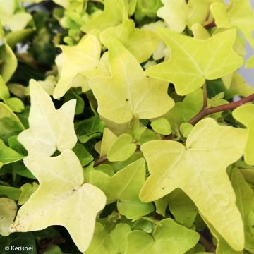 Hedera helix Jake - Edera