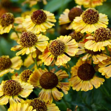 Helenium autumnale Fuego