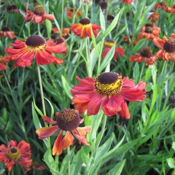 Helenium Kupferswerg