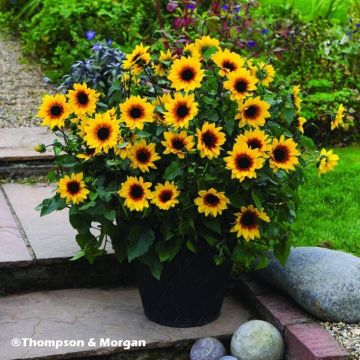 Helianthus annuus Sunbelievable Brown Eyed Girl - Girasole