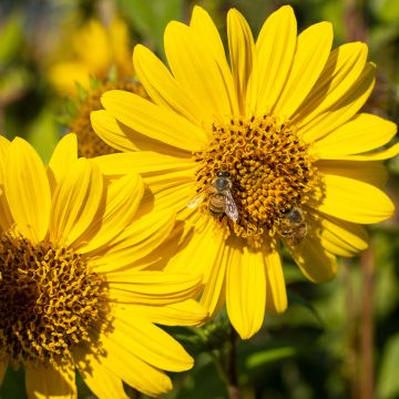 Helianthus decapetalus Capenoch Star - Girasole