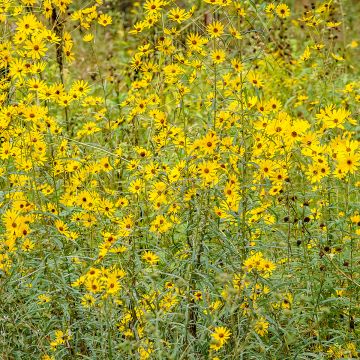 Helianthus salicifolius - Girasole