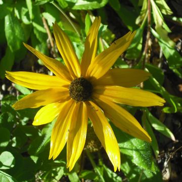 Helianthus salicifolius Table Mountain - Girasole
