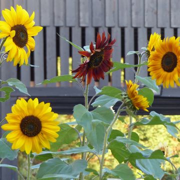 Girasole Evening Sun