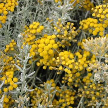 Elicriso italiano - Helichrysum italicum subsp. microphyllum
