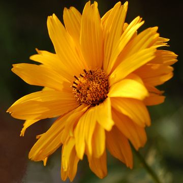Heliopsis helianthoides var. scabra Summer Sun
