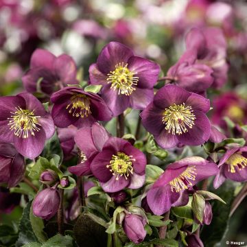 Helleborus nigercors HGCIce Breaker RUBY - Elleboro