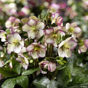 Helleborus HGC Ice N' Roses Marbled Maddy Marble - Elleboro