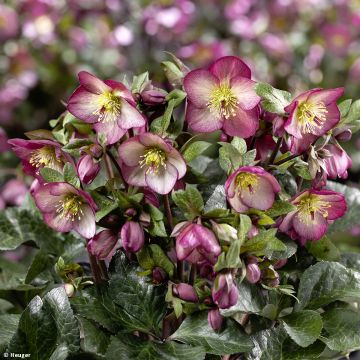 Helleborus HGC Ice N' Roses Marbled Mary Marble - Elleboro