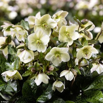 Helleborus HGC Ice N' Roses Marbled Milla Marble - Elleboro