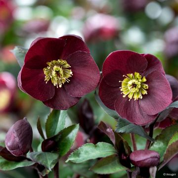 Helleborus Barolo - Elleboro
