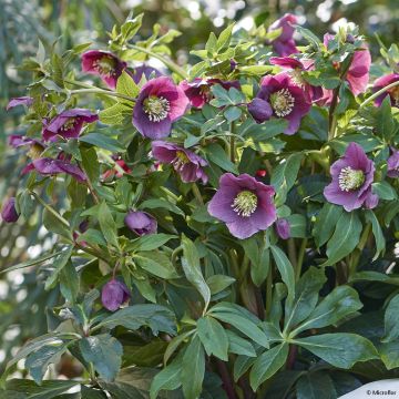 Helleborus ViV Valentina - Elleboro