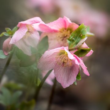 Helleborus Walberton's Rosemary - Elleboro