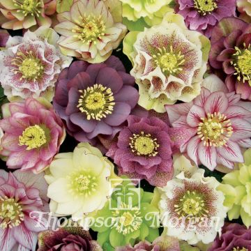 Helleborus Washfield Doubles - Elleboro
