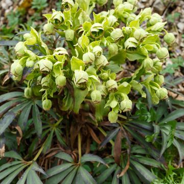 Helleborus foetidus - Elleboro puzzolente