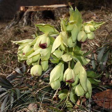 Helleborus foetidus Wester Flisk Group - Elleboro puzzolente