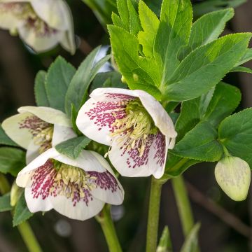 Helleborus Cosmos - Elleboro