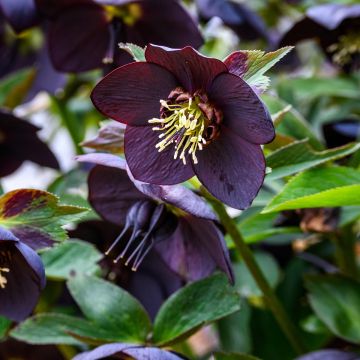 Helleborus Little Black - Elleboro