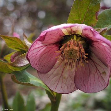Helleborus hybridus Picotee - Elleboro