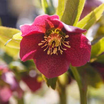 Helleborus Red Hybrids - Elleboro