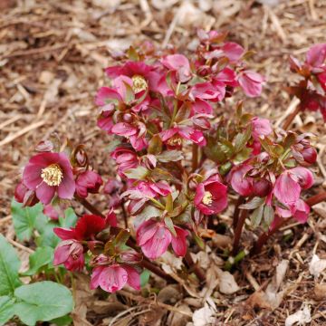 Helleborus Vesta - Elleboro