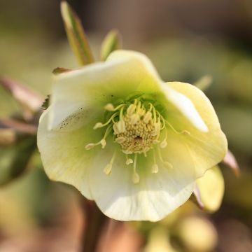 Helleborus Yellow Strain - Elleboro