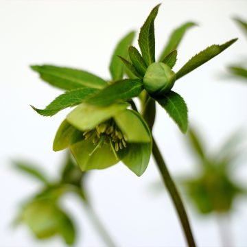 Helleborus multifidus - Elleboro