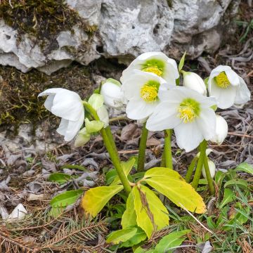 Helleborus niger subsp. macranthus - Rosa di natale