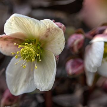 Helleborus nigercors Emma - Elleboro