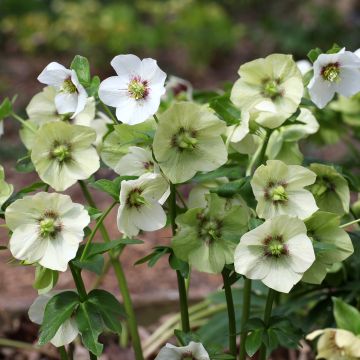Helleborus White Red Center - Elleboro