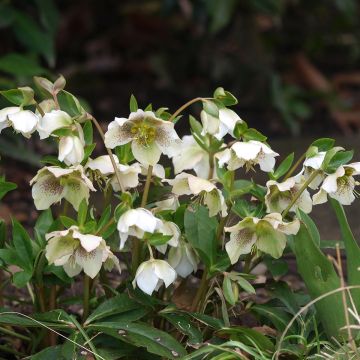 Helleborus White guttatus - Elleboro