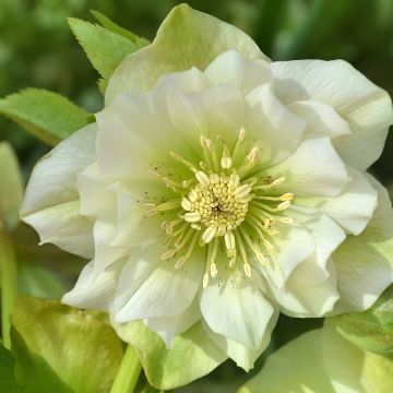 Helleborus Double White - Elleboro