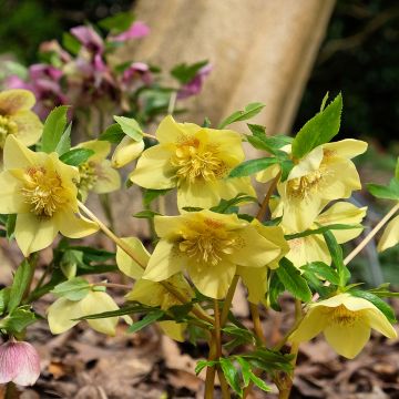 Helleborus Yellow Spotted - Elleboro